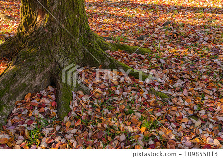 Fallen leaves/winter image 109855013
