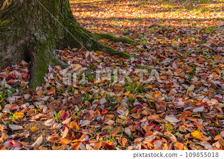 Fallen leaves/winter image Fallen leaves/winter image 109855018