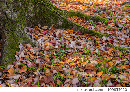 Fallen leaves/winter image Fallen leaves/winter image 109855020
