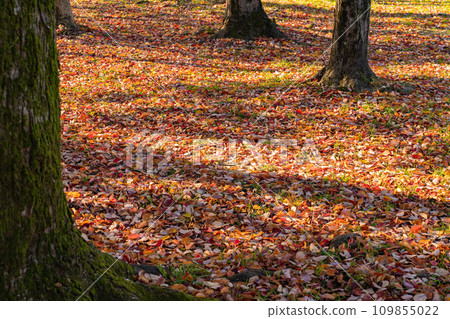 Fallen leaves/winter image Fallen leaves/winter image 109855022