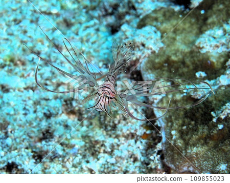 Baby lionfish Baby lionfish 109855023