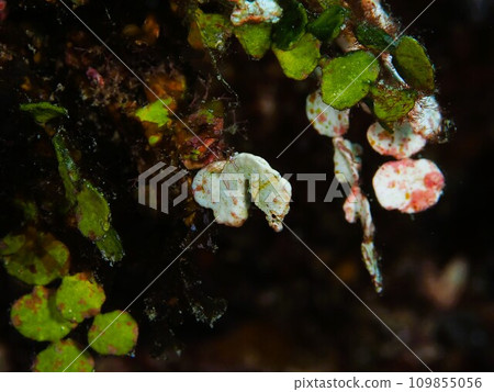 Perapera (a type of seahorse) 109855056