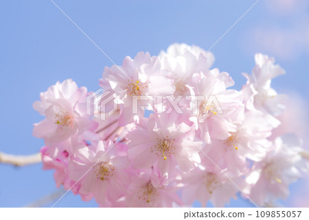 Pink double cherry blossom "Yaebenishidare" 109855057