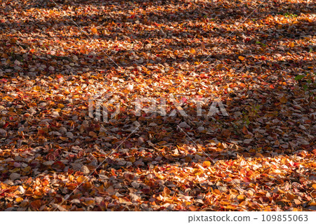 Fallen leaves/winter image Fallen leaves/winter image 109855063
