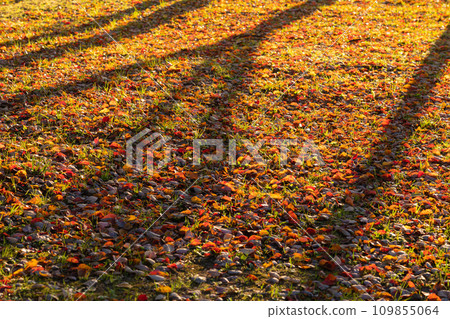 Fallen leaves/winter image Fallen leaves/winter image 109855064