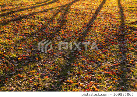 Fallen leaves/winter image Fallen leaves/winter image 109855065