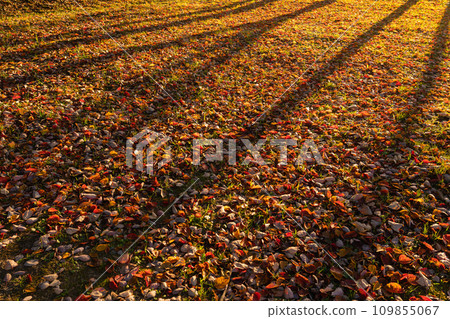 Fallen leaves/winter image 109855067