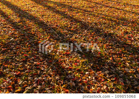 Fallen leaves/winter image Fallen leaves/winter image 109855068