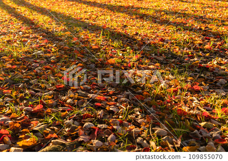 落葉/冬天圖像 109855070