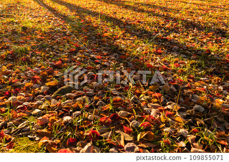 落葉/冬天圖像 109855071