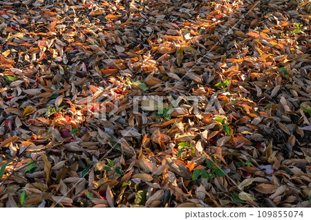 Fallen leaves/winter image Fallen leaves/winter image 109855074
