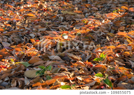Fallen leaves/winter image Fallen leaves/winter image 109855075
