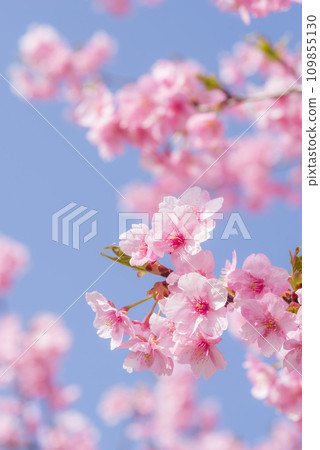 早春櫻花“河津櫻” 109855130