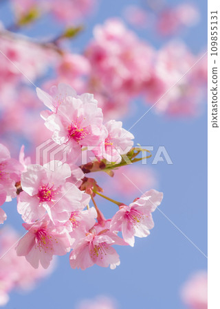 早春櫻花“河津櫻” 109855131