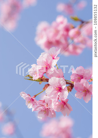 早春櫻花“河津櫻” 109855132