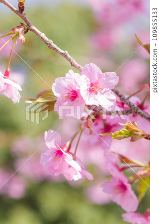 早春櫻花“河津櫻” 109855133