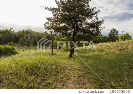 Hiker on hiking trail in the distance at sunset in the woods 109855690