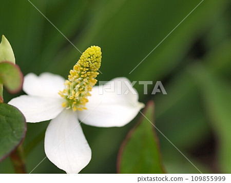 Dodami flower up Dodami flower up 109855999
