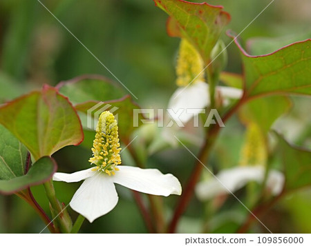 Dodami flower up 109856000