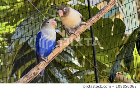 lovebirds are perched on a tree branch. This bird which is used as a symbol of true love has the scientific name Agapornis fischeri lovebirds are perched on a tree branch. This bird which is used as a symbol of true love has the scientific name Agapornis fischeri 109856062