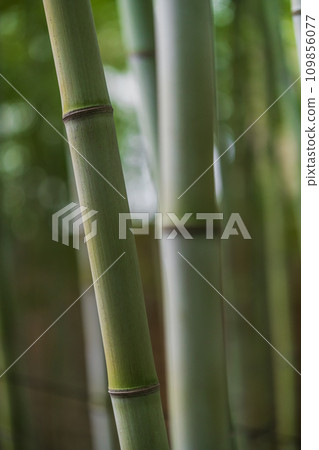 Bamboo grove scenery Bamboo grove scenery 109856077