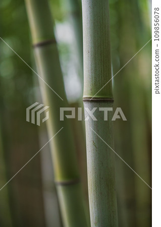Bamboo grove scenery Bamboo grove scenery 109856078