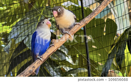 lovebirds are perched on a tree branch. This bird which is used as a symbol of true love has the scientific name Agapornis fischeri lovebirds are perched on a tree branch. This bird which is used as a symbol of true love has the scientific name Agapornis fischeri 109856088