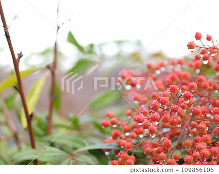 南方的天空在雨中濕潤 109856106