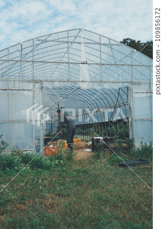 greenhouse, gents, male 109856172