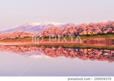 Shiroishi River bank Hitome Senbonzakura that shines beautifully in the morning sun 109856370