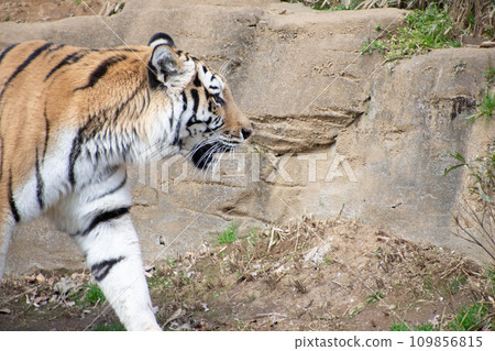 Walking tiger Walking tiger 109856815