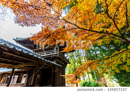 天佑寺的紅葉【長崎縣諫早市】 天佑寺的紅葉【長崎縣諫早市】 109857287