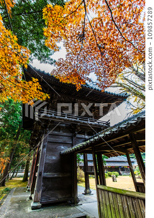 Autumn leaves at Tenyuji Temple [Isahaya City, Nagasaki Prefecture] 109857289