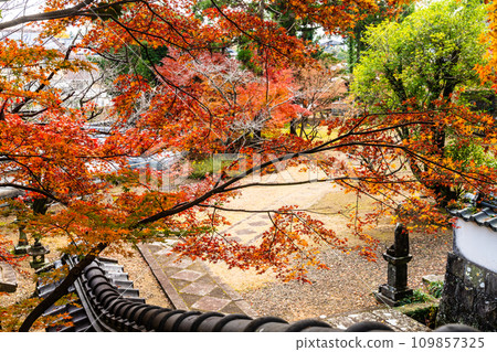 天佑寺的紅葉【長崎縣諫早市】 109857325
