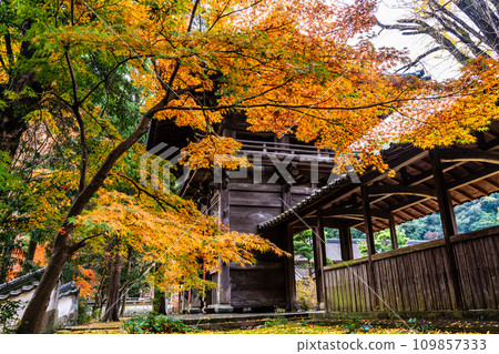 天佑寺的紅葉【長崎縣諫早市】 109857333
