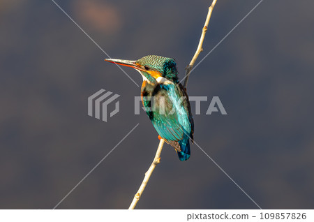 Kingfisher 109857826