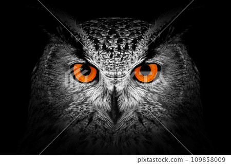 Owl looking big red eyes out of the darkness close Owl looking big red eyes out of the darkness close 109858009