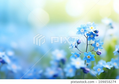 Forget me not flowers on soft blurred background 109858274
