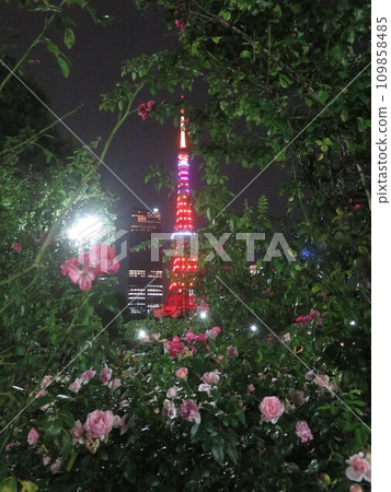 粉紅玫瑰和東京鐵塔的夜景 109858485