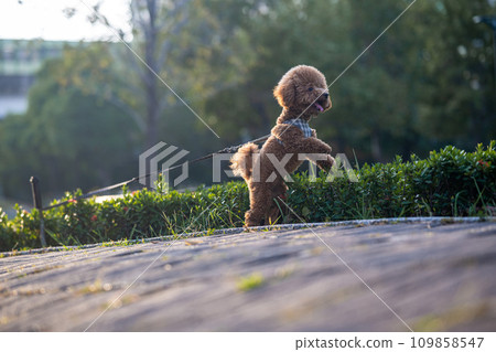 Poodle 109858547