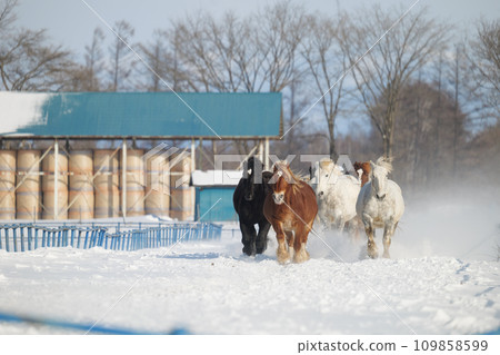 horse chasing in the middle of winter 109858599