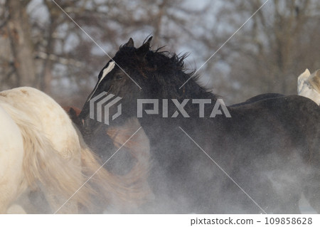 horse chasing in the middle of winter horse chasing in the middle of winter 109858628