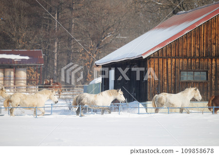 horse chasing in the middle of winter 109858678