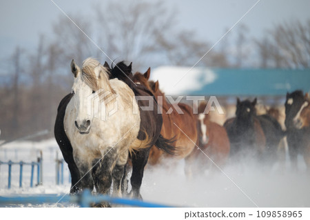 horse chasing in the middle of winter 109858965