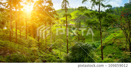 Tea plantation on the slopes of the mountains and a beautiful sun rise. Sri Lanka. Wide photo. 109859012