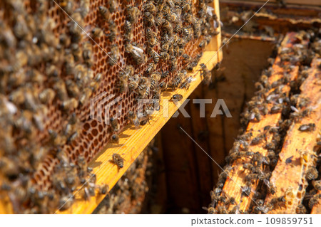 Open hive showing the bees swarming on a honeycomb.. Open hive showing the bees swarming on a honeycomb.. 109859751