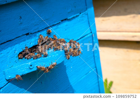 Swarming bees at the entrance of old beehive in apiary.. Swarming bees at the entrance of old beehive in apiary.. 109859752
