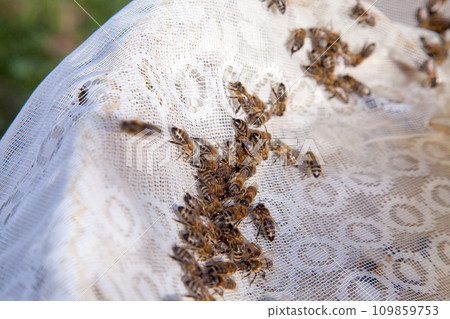 Bees drink water in summer on textile background.. Bees drink water in summer on textile background.. 109859753