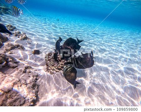 Shoal of differend kinds of the fish - sailfin tang, Longnose Parrotfish, Picasso trigger, Birdmouth wrasse, Klunzinger's wrasse and other tropical fish swimming at the coral reef in the Red Sea, Shoal of differend kinds of the fish - sailfin tang, Longnose Parrotfish, Picasso trigger, Birdmouth wrasse, Klunzinger's wrasse and other tropical fish swimming at the coral reef in the Red Sea, 109859800