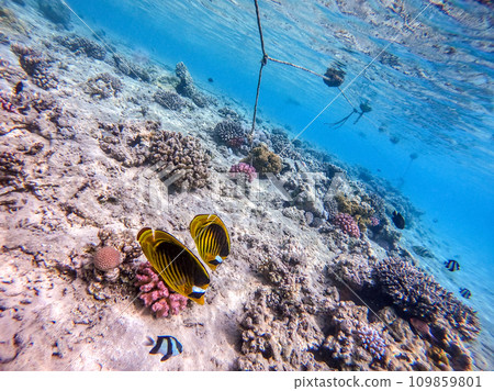 Diagonal butterflyfish (Chaetodon fasciatus) at the Red Sea coral reef.. Diagonal butterflyfish (Chaetodon fasciatus) at the Red Sea coral reef.. 109859801